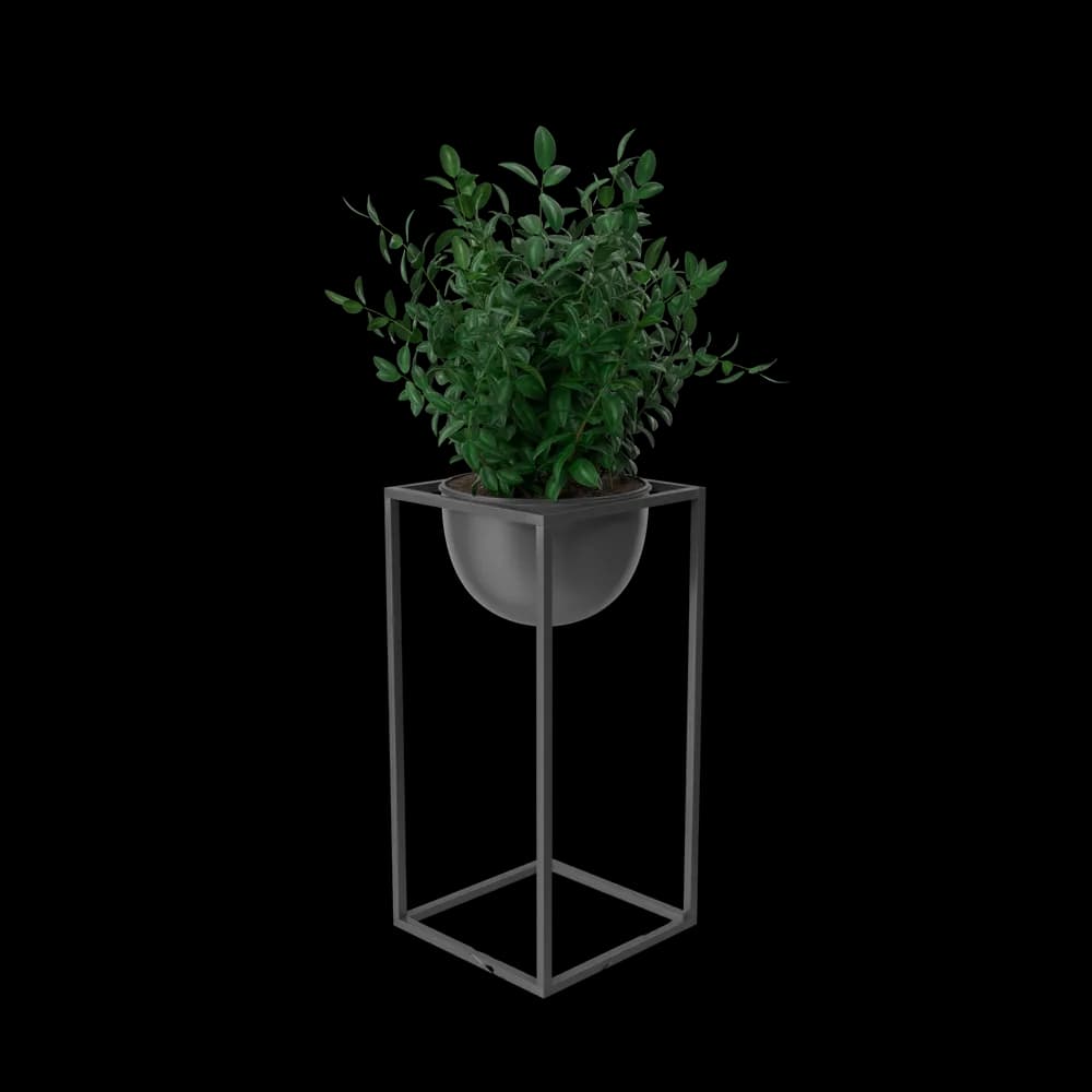 House Showpiece Plant - 2