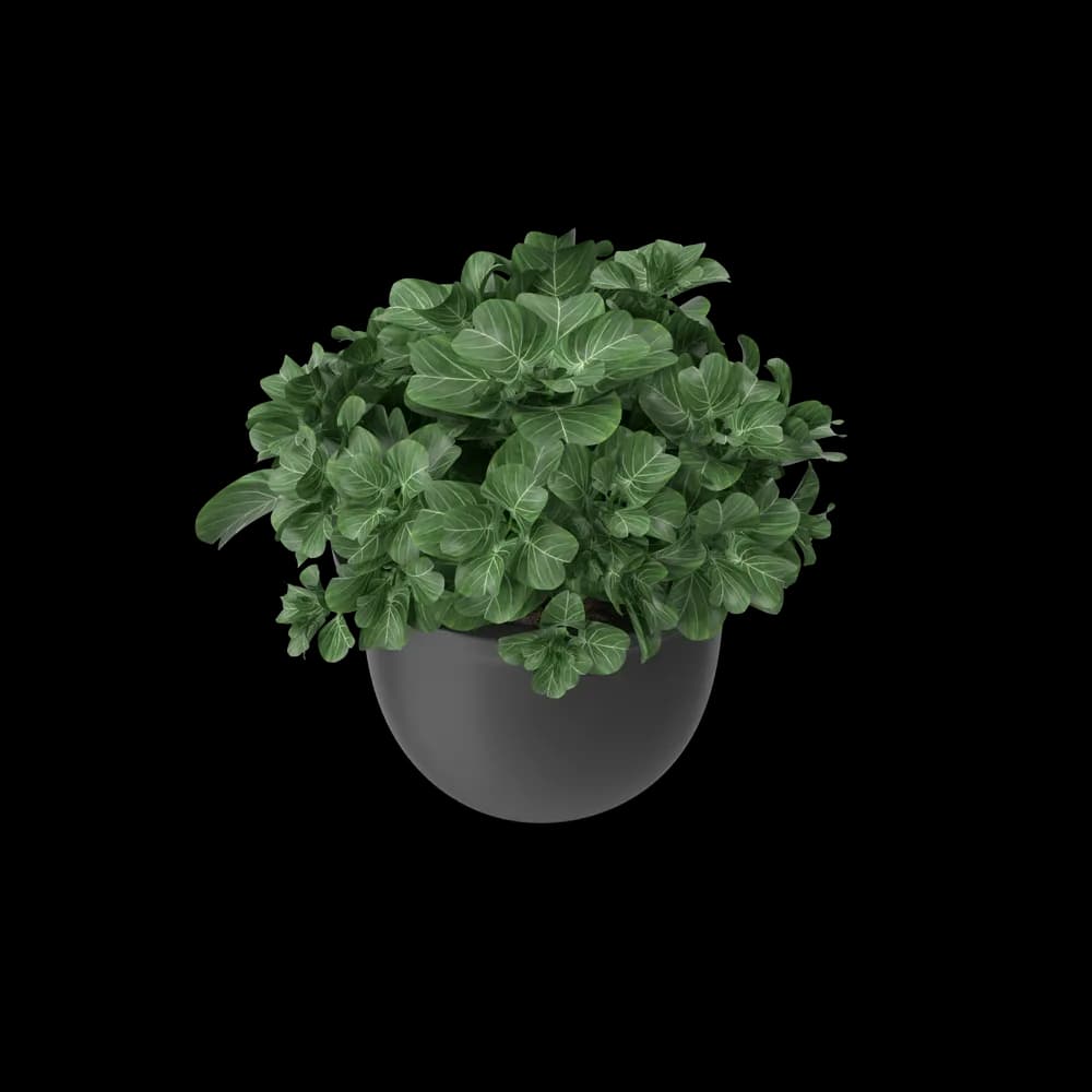 Plant Pot - 3