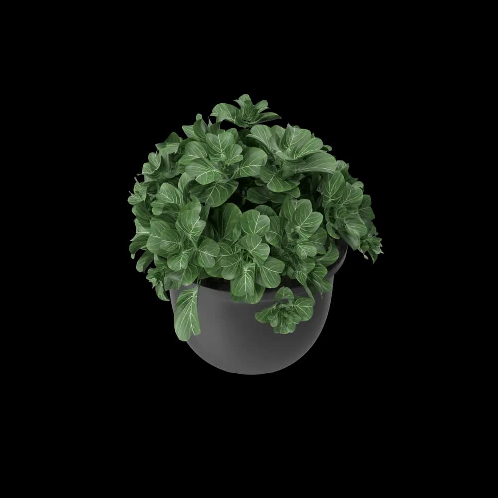 Plant Pot - 4